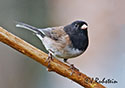 Junco hyemalis